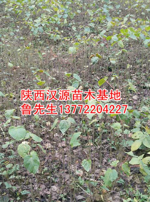 陕西水桐瓜苗-出售陕西水桐瓜树苗/水桐瓜 