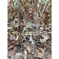 批发板栗苗/陕西汉中嫁接板栗苗/陕西板栗苗种植基地 