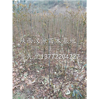 出售拐枣苗/陕西拐枣树苗/陕