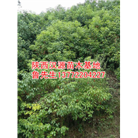 陕西香樟苗@出售香樟苗@陕西香樟苗基地 