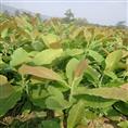 厚朴苗|‘陕西厚朴苗基地“供应厚朴苗