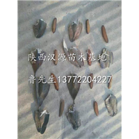 哪里有杜仲种子卖/陕西杜仲籽/陕西杜仲种子批发 