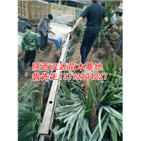 “陕西棕榈树”出售1-5米棕榈树苗 