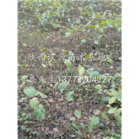 出售水冬瓜苗@陕西山桐子苗@陕西汉中山桐子苗@陕西汉中水冬瓜苗 