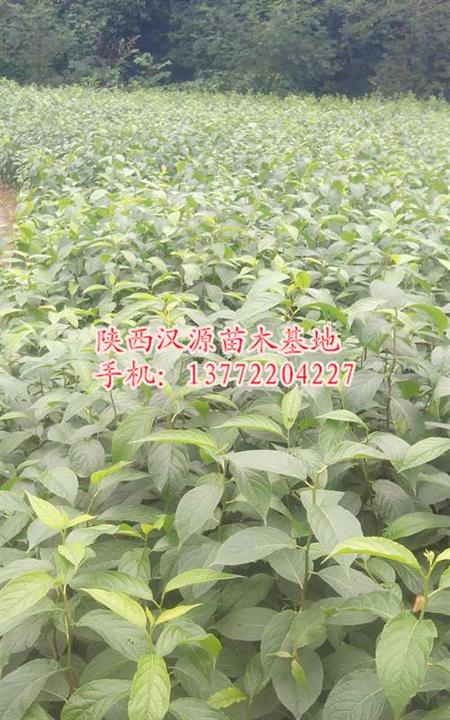 出售杜仲苗|陕西杜仲苗|汉中杜仲苗基地 