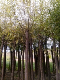 陕西旱柳/供应旱柳树苗/榆林旱柳基地 