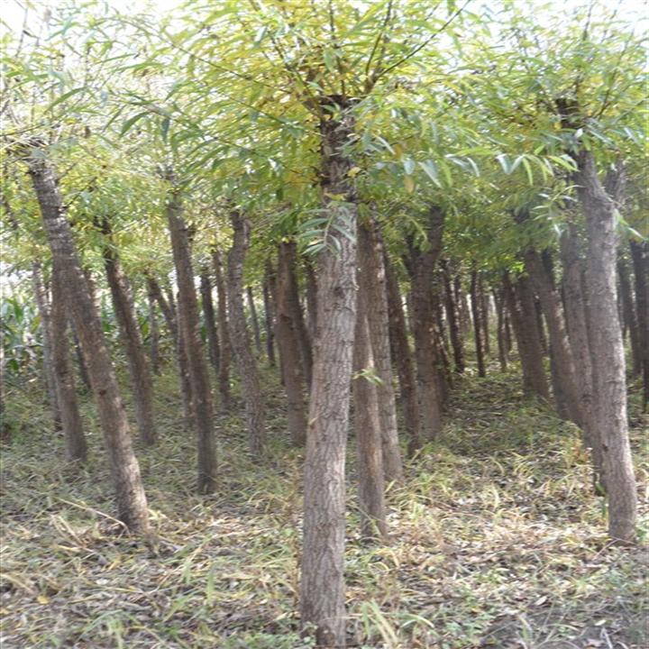 8公分旱柳-陕西旱柳-陕西旱柳基地 