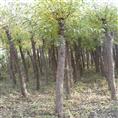8公分旱柳-陕西旱柳-陕西旱柳基地 