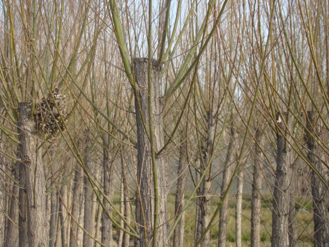 供应4到8公分旱柳@陕西旱柳@陕西旱柳基地 