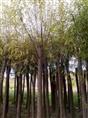 陕西旱柳/供应旱柳树苗/榆林旱柳基地 