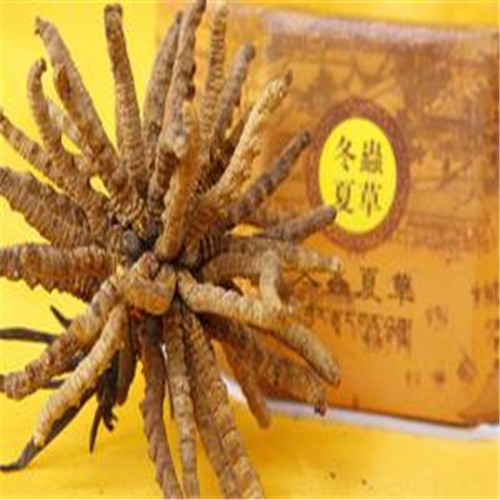 南京虫草回收