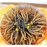 南京回收冬虫夏草