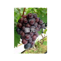 山东密光葡萄苗|山东密光葡萄苗供应