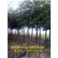 湖北五角枫基地%湖北五角枫直销商