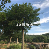 湖北五角枫价格 