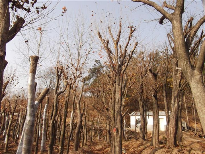 五角枫-|五角枫基地|五角枫直销商