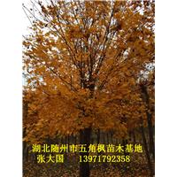 湖北五角枫&随州五角枫&湖北五角枫基地
