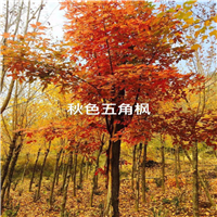 湖北批发五角枫