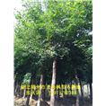 湖北五角枫#湖北五角枫基地
