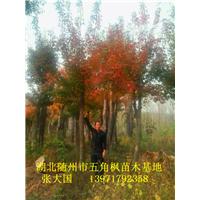 湖北五角枫&随州五角枫&湖北五角枫基地