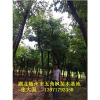 湖北五角枫&随州五角枫&湖北五角枫基地