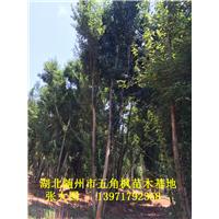 湖北五角枫&随州五角枫&湖北五角枫基地