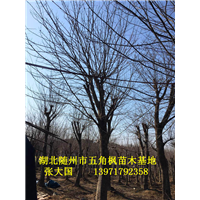 湖北五角枫、随州五角枫