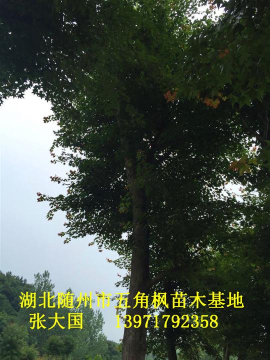 湖北五角枫&随州五角枫&湖北五角枫基地