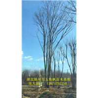 湖北随州五角枫基地