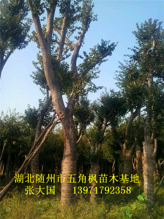 湖北五角枫基地%湖北五角枫直销商