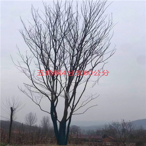 随州五角枫基地 