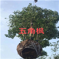 出售五角枫