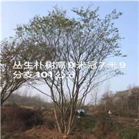 湖北丛生朴树 