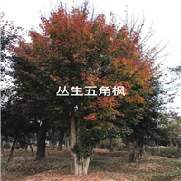 湖北五角枫基地