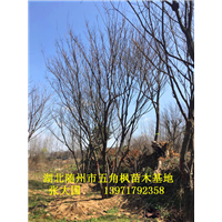 湖北随州五角枫基地