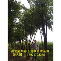 湖北五角枫&随州五角枫&湖北五角枫基地