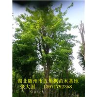 湖北五角枫&随州五角枫&湖北五角枫基地