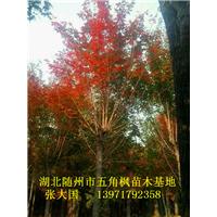 湖北五角枫&随州五角枫&湖北五角枫基地