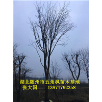 湖北五角枫、随州五角枫