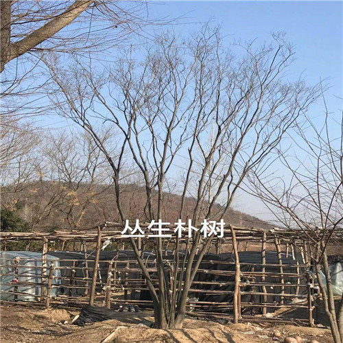 随州丛生朴树 