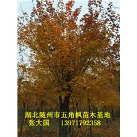 湖北五角枫&随州五角枫&湖北五角枫基地