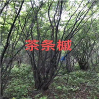 湖北茶条槭 