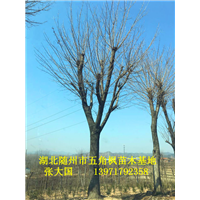 湖北五角枫、随州五角枫