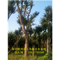 湖北五角枫基地%湖北五角枫直销商