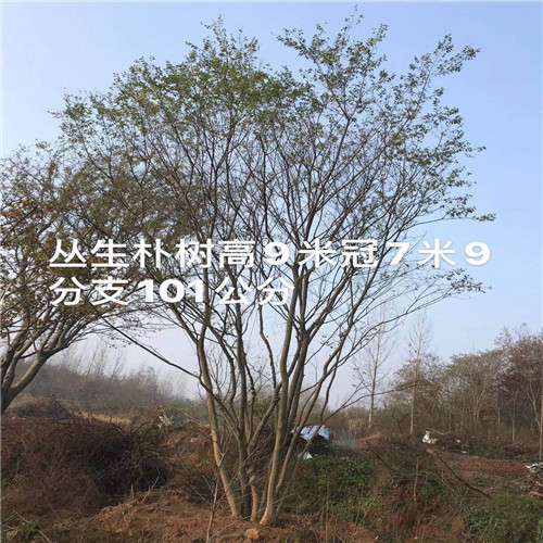 湖北丛生朴树 
