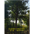湖北五角枫￥湖北五角枫基地