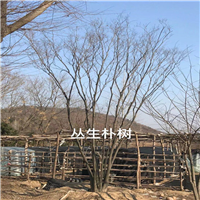 随州丛生朴树 