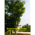 湖北五角枫#湖北五角枫基地 
