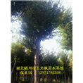 湖北五角枫基地