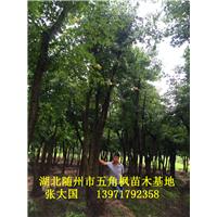 湖北五角枫&随州五角枫&湖北五角枫基地